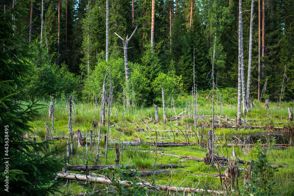 Fototapeta premium Deciduous trees in a swamp surrounded by forest.