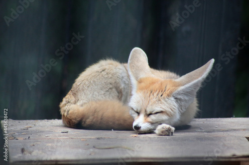 portrait of cute fennec fox sleeping photo