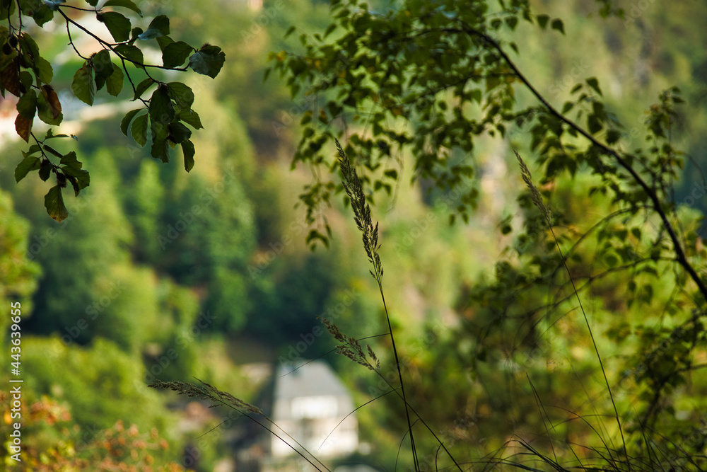 Fototapeta premium Blick durch grünes Laub auf ein Haus im Tal, idyllische Ansicht der Sächsischen Schweiz bei Rathen, Kurort Rathen, Landkreis Sächsische Schweiz-Osterzgebirge, Sachsen, Deutschland