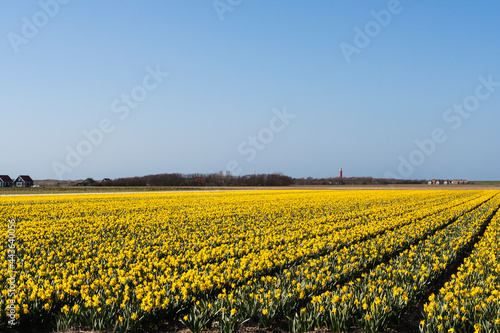 Landscape at Texel photo