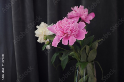 Flourished peonies in vase on dark grey background. Blooming flower gift © Yurii Kushniruk