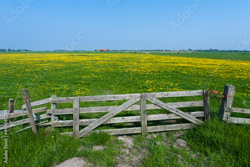 Landscape at Texel photo