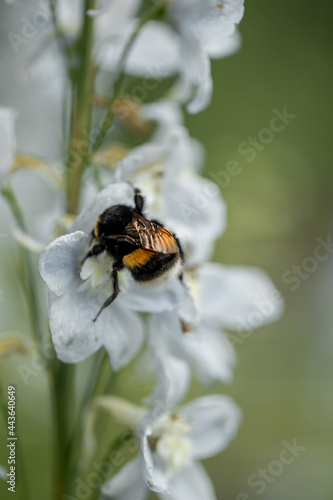 Small wild flowers and a bee macro