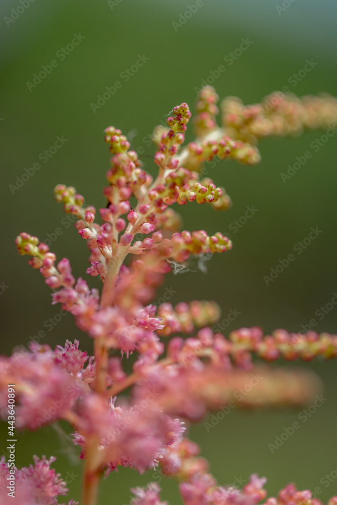 Pink tender astilbe macro outdoors Pink tender astilbe macro outdoors