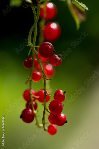 Red currant berries macro outdoors
