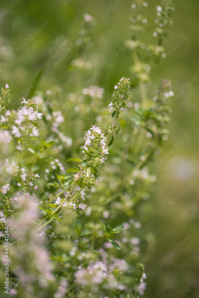 Small wild flowers macro in sunlight Small wild flowers macro in sunlight