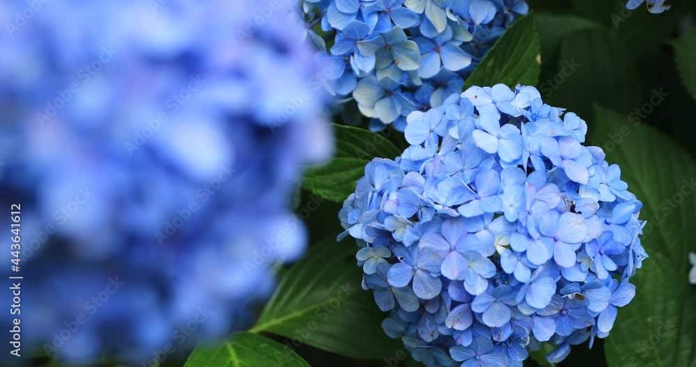 Hydrangea flower at the garden in Japan rainy day close shot Hydrangea flower at the garden in Japan rainy day close shot