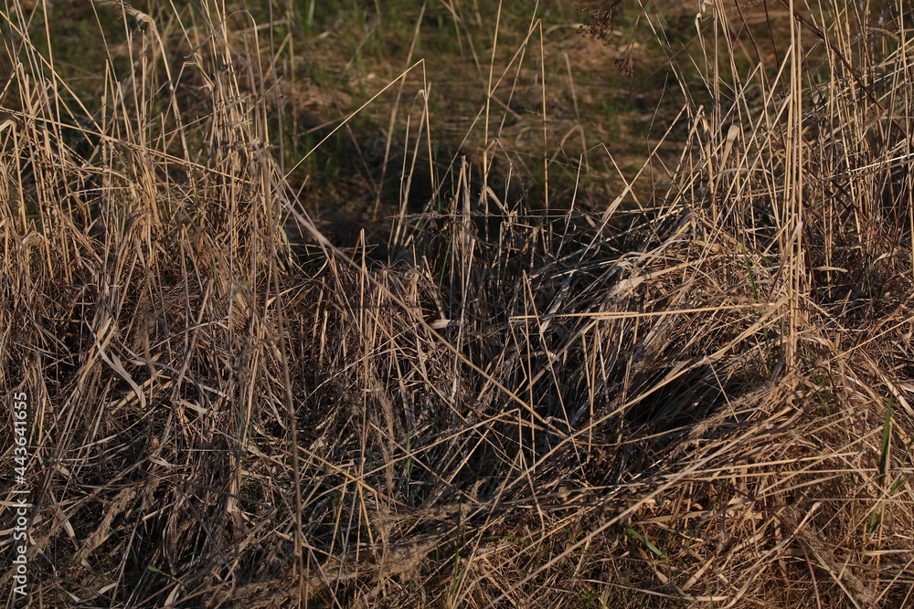 Ground Covered With Old Dried Grass. Field in winter, autumn, spring. Background Image Ground Covered With Old Dried Grass. Field in winter, autumn, spring. Background Image
