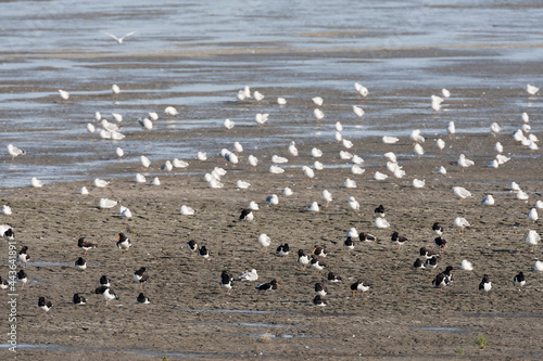 Vogels op Waddenzee, Birds at Wadden Sea © AGAMI