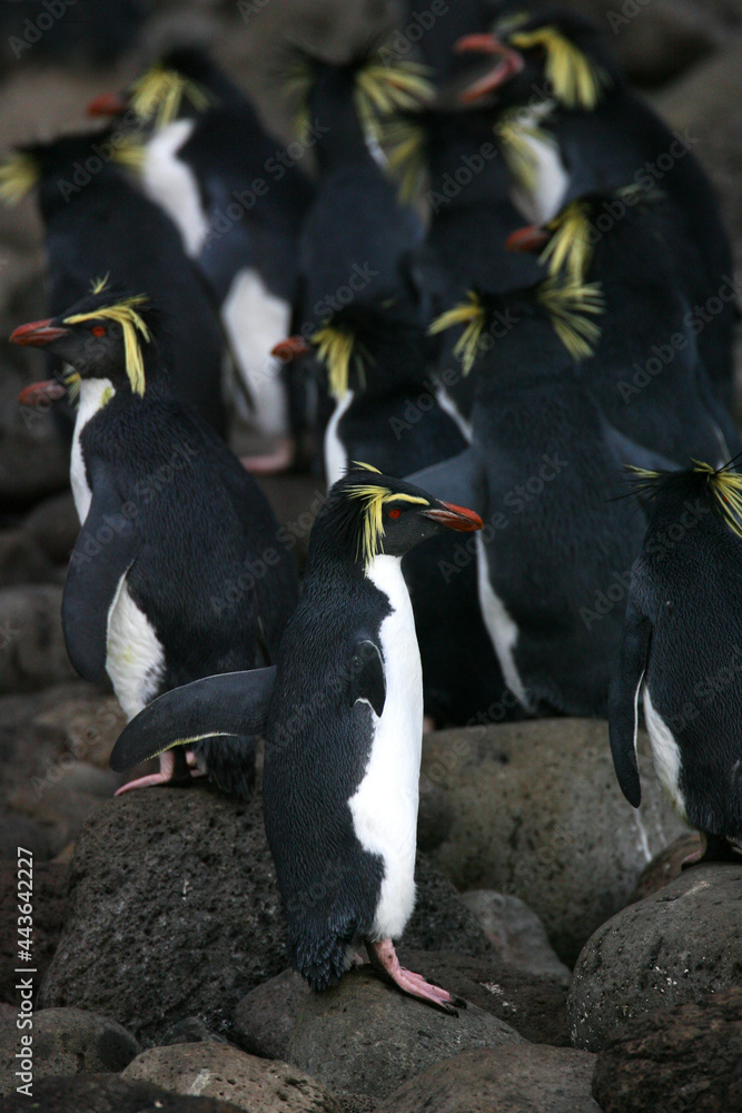 Obraz premium Northern Rockhopper Penguin, Eudyptes moseleyi
