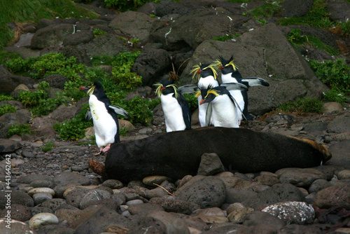 Northern Rockhopper Penguin, Eudyptes moseleyi photo