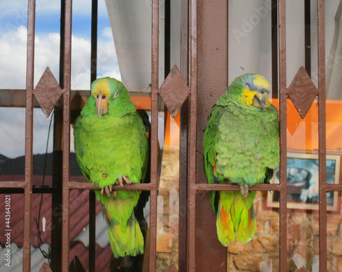 Oranjevleugelamazone, Orange-winged Amazon, Amazona amazonica photo