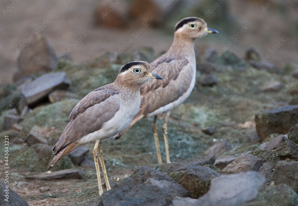 Peruaanse Griel, Peruvian Thick-knee, Burhinus superciliaris Peruaanse Griel, Peruvian Thick-knee, Burhinus superciliaris