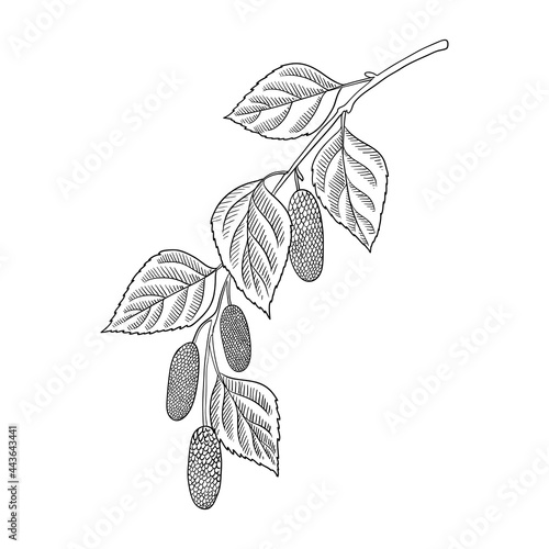vector drawing branch of birch tree with leaves, hand drawn vintage illustration