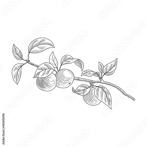 vector drawing branch of apple tree with leaves and fruits, hand drawn vintage illustration