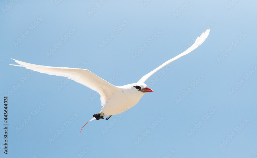 Obraz premium Roodstaartkeerkringvogel, Red-tailed Tropicbird, Phaethon rubric