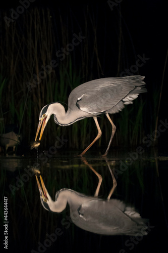 Blauwe Reiger, Grey Heron, Ardea cinerea