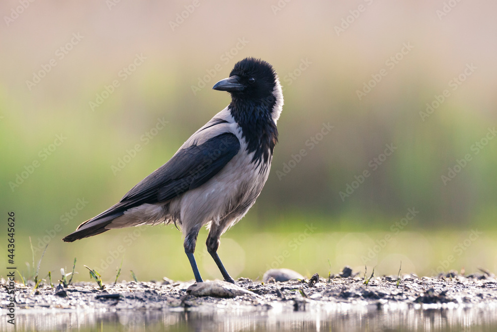 Obraz premium Bonte Kraai, Hooded Crow, Corvus cornix