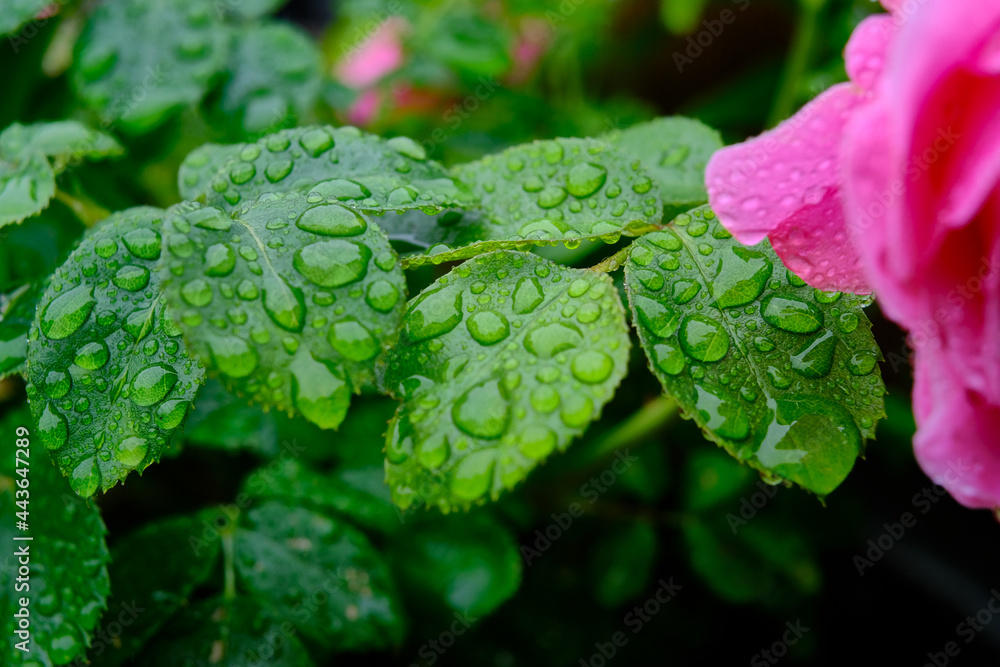 Rosenblätter mit Regentropfen im Sommer Rosenblätter mit Regentropfen im Sommer