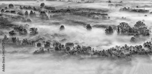 A mysterious forest wrapped by fog, black and white landscape