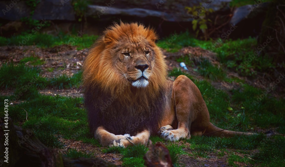 Obraz premium Lion