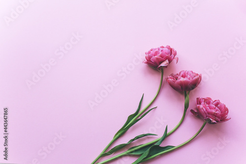 Pink tulips on a pink background. Beautiful celebration background. Copy space, flat lay