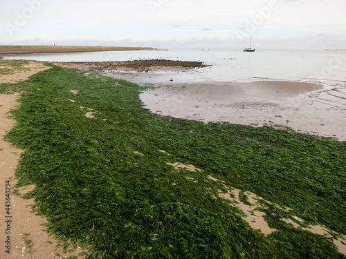 Landscape at Texel