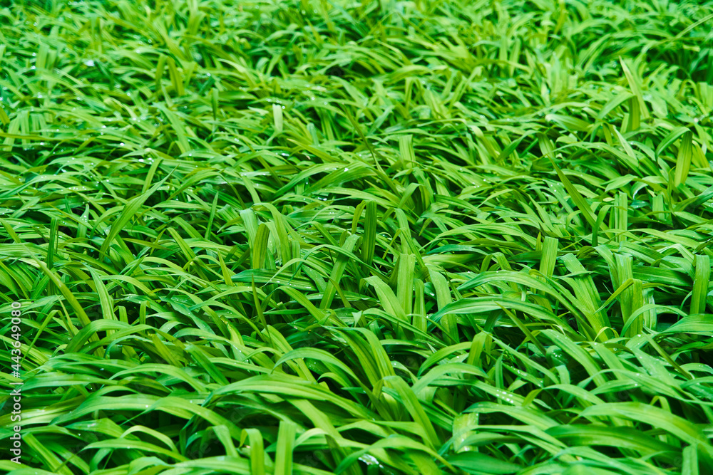 Nature green grass background top view. Design Nature green grass background top view. Design