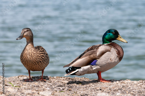 two ducks on a lake