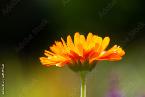 Close-up of a blooming orange marigold blossom in backlight