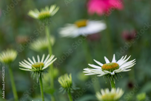 blossoms and buds of white coneflowers  echinacea 