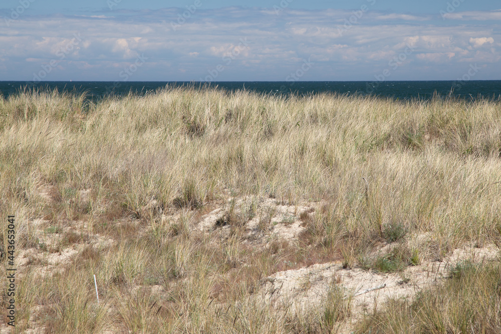 Grass growing on coastal dunes with clouds above the horizon Grass growing on coastal dunes with clouds above the horizon