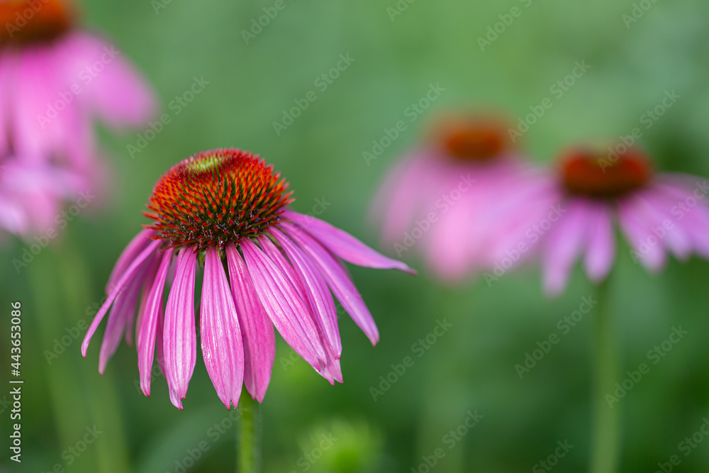 purple coneflowers (echinacea) in full bloom purple coneflowers (echinacea) in full bloom