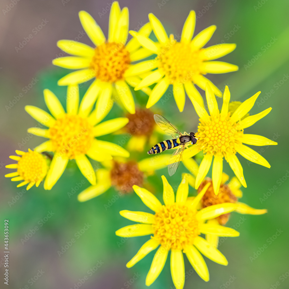 Obraz premium Hoverfly, Sphaerophoria scripta, insect eating pollen on a yellow flower