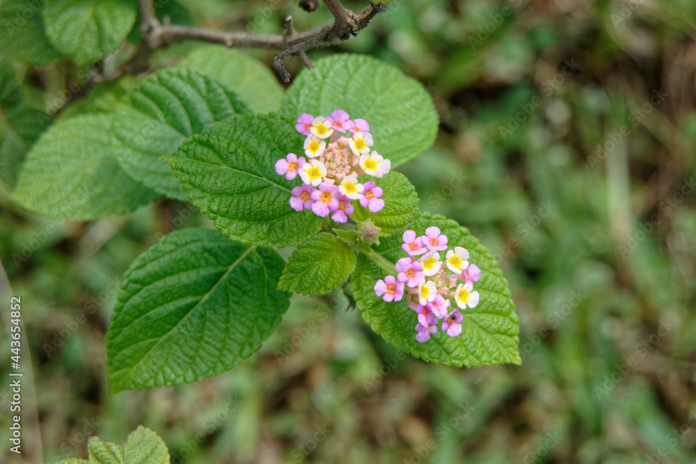 Lantana Camara ou lantanier commun en Guyane française Lantana Camara ou lantanier commun en Guyane française