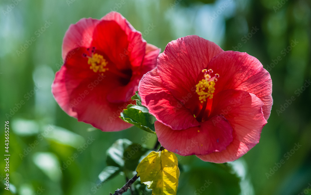 hibiscus flowers red