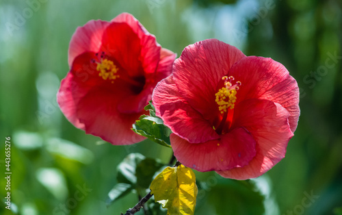hibiscus flowers red © Christopherab