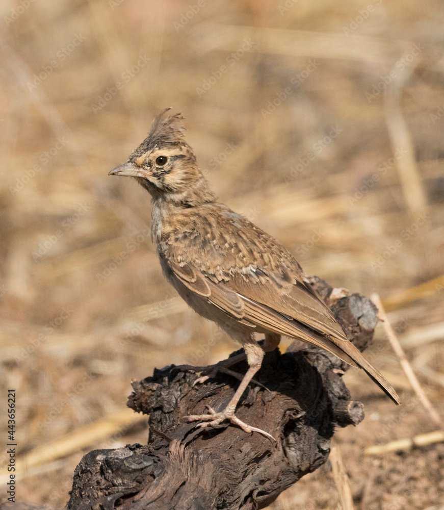 Fototapeta premium Thekla Lark, Theklaleeuwerik, Galerida theklae