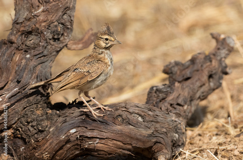 Thekla Lark, Theklaleeuwerik, Galerida theklae photo