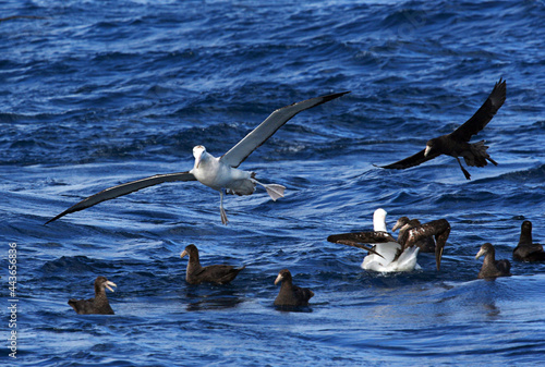 Tristanalbatros, Tristan Albatross, Diomedea dabbenena photo