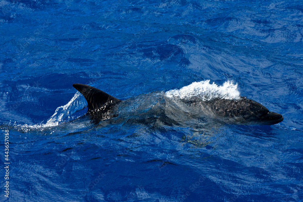 Fototapeta premium Tuimelaar, Common Bottlenose Dolphin, Tursiops truncatus