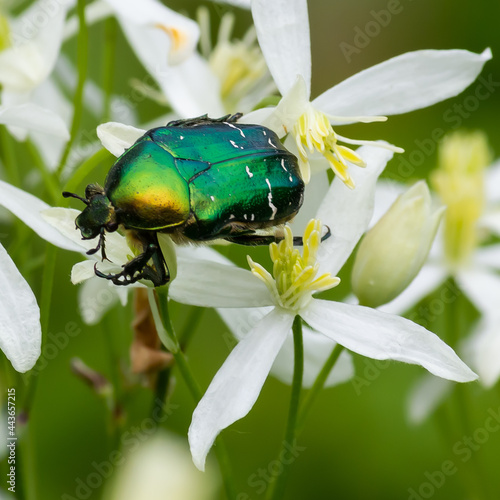 beetle on white wildflowers close up on a green background