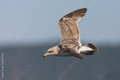 Vega Meeuw, Vega Gull, Larus vegae photo