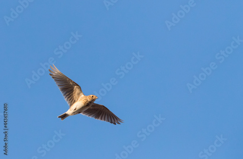 Veldleeuwerik, Eurasian Skylark, Alauda arvensis © AGAMI