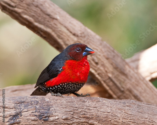 Roodborstblauwsnavel, Western Bluebill, Spermophaga haematina haematina photo