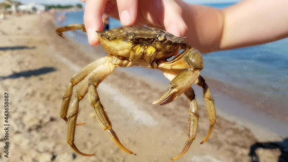 a man holds a crab in his hands against the background of the sea a man holds a crab in his hands against the background of the sea
