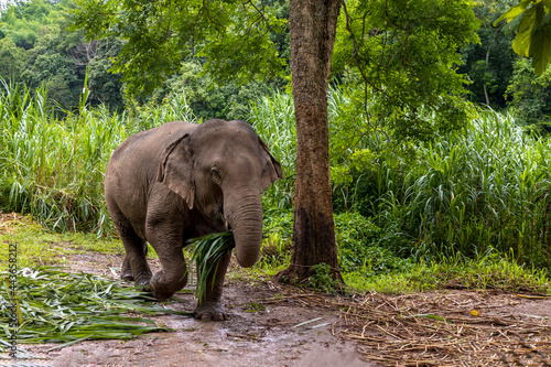 asian elephant is enjoying eating food in nature park, Thailand
