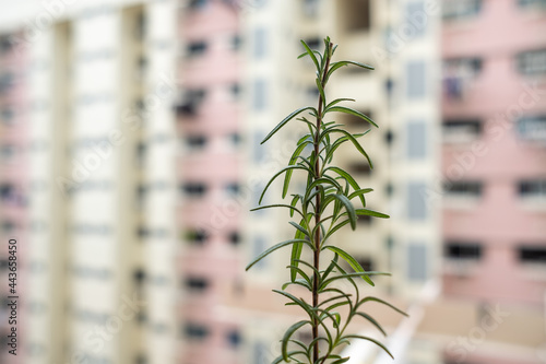 A branch of Rosemary leaves with the apartments as background
