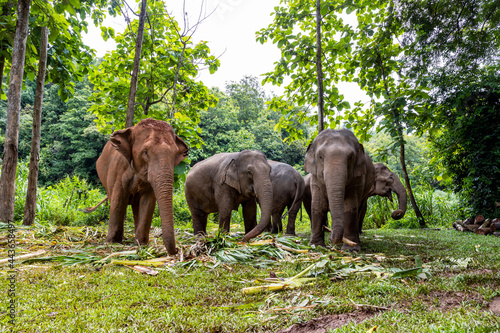 asian elephant is enjoying eating food in nature park, Thailand