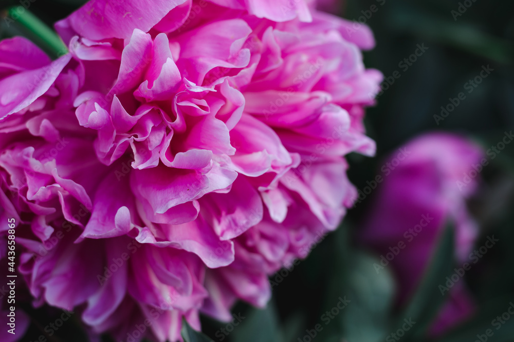 Pink peony flower close up, soft focus